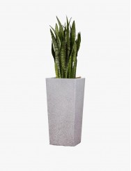 Special products