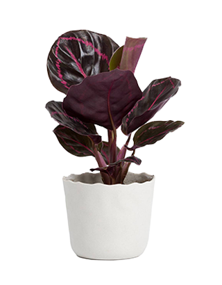  Assorted Shrubs