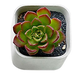 Succulent