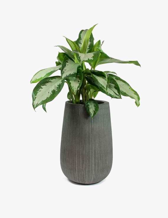 Platycodon Grandiflorus