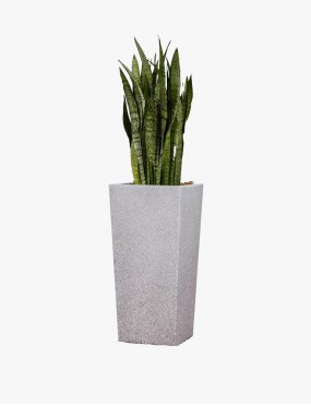 Signet Marigold Plant
