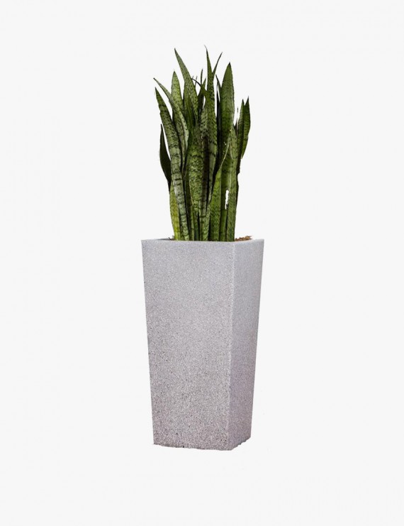 Signet Marigold Plant