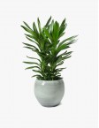 Signet Marigold Plant