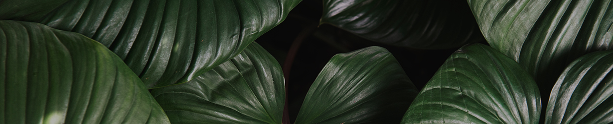 banner-01