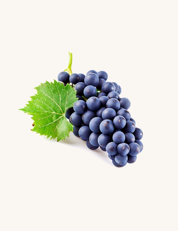 Florona Exotic Grape