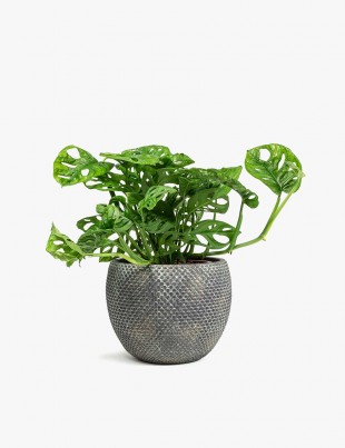Fay Plant Pot Blue Gold