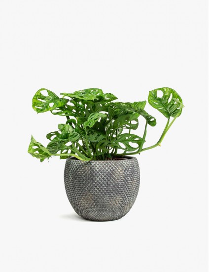 Fay Plant Pot Blue Gold