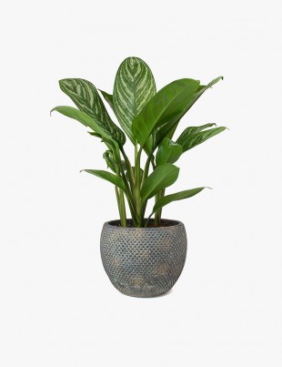 Fay Plant Pot Blue Gold